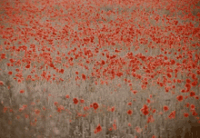 veterans day poppies poppy field 11th november november11th