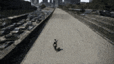 a person riding a horse on a highway with a lot of cars