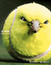 a yellow bird is sitting on a tennis ball and has a tiktok account