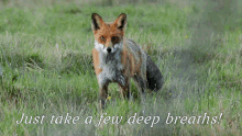 Fox Stare GIF - Fox Stare Deep Breaths GIFs
