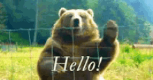 Bears Hello GIF - Bears Hello GIFs