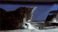 Shocked Cat GIF - Shocked Cat Shookt GIFs