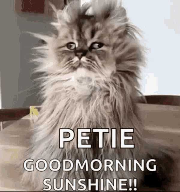 Good Morning Funny Animals GIF - Good Morning Funny Animals Insomnia Cat -  Discover & Share GIFs