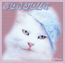 Bonjour Cat GIF - Bonjour Cat Smile GIFs