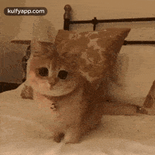 Cat Anxiety.Gif GIF - Cat Anxiety Cat Excite GIFs