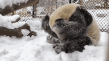 playing snow watch playful pandas frolic in the snow having fun winter rolling