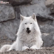 Wolf Nakka GIF - Wolf Nakka Animals GIFs