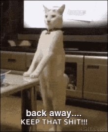 back away cat backwards walk away back away cat backwards walk away