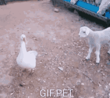 Gif Pet Fight GIF - Gif Pet Fight Push GIFs