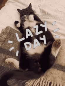 Lazy Cat GIF - Lazy Cat Day GIFs