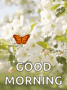 Good Morning Butterfly GIF - Good Morning Butterfly Sparkles GIFs