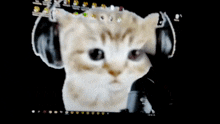 a close up of a cat with headphones on its head