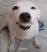 a white dog is smiling with its mouth open and looking up at the camera .