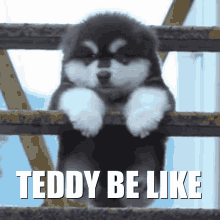 Teddy Teddy Discord GIF - Teddy Teddy Discord Teddy Goals GIFs