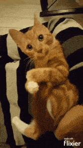 Cat Eating Tail Orange Cat GIF
