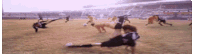 a group of soccer players are playing a game on a field .
