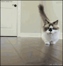 Munchkin Cat GIF - Munchkin Cat Kitten GIFs