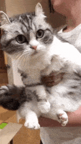 Komaru Komarueveryday GIF - Komaru Komarueveryday Cat GIFs