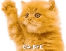 Bye Kitten GIF
