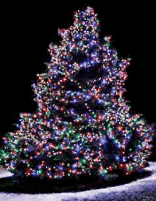 Tree Lighting Christmas Tree GIF - Tree Lighting Christmas Tree Christmas Lights GIFs