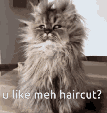 Cat Funny GIF - Cat Funny Long Hair GIFs