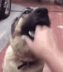 dog hand mouth