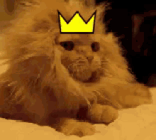 Im King GIF - Crown Cat Cats GIFs