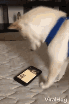 Doggo Dog Vs Phone GIF - Doggo Dog Vs Phone I Want To Go In The Phone GIFs