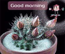 good morning flower blooming flower