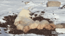 Polar Bear GIF - Polar Bear GIFs