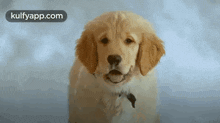a puppy wearing a bow tie is looking at the camera with its mouth open .