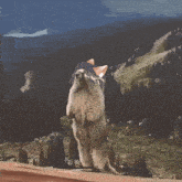 a squirrel standing on its hind legs in front of a forest