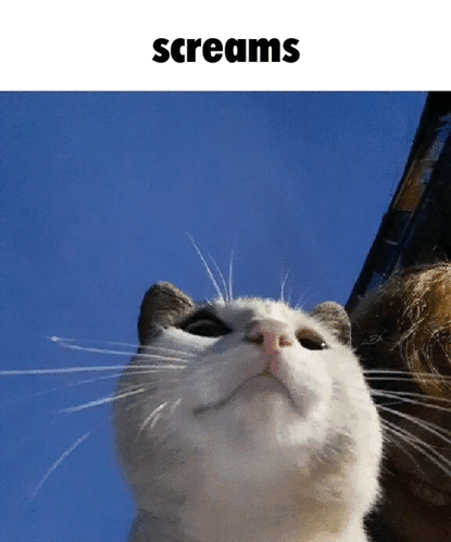 Cat Scream Screams GIF - Cat scream Scream Screams - Discover & Share GIFs