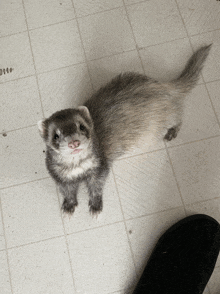 Ferret Give Me Attention GIF - Ferret Give Me Attention GIFs
