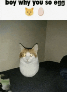 Egg Cat GIF - Egg Cat GIFs