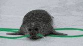 a seal on a green hose in the snow