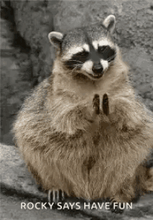 raccoon clap yay clapping happy