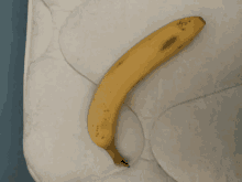 This Is Mooses Very Cool Banana That He Added GIF - This Is Mooses Very Cool Banana That He Added GIFs