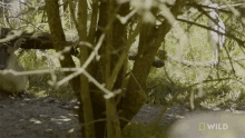 Hanging Out The Barking Deer GIF - Hanging Out The Barking Deer Secrets Of The Zoo GIFs
