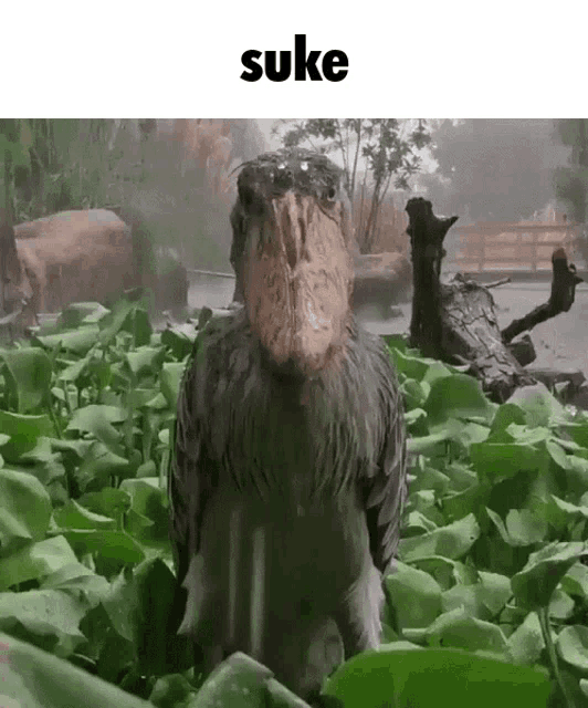 Suke Suke No Mi GIF - Suke Suke No Mi - Discover & Share GIFs
