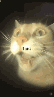 I Can Cat Cat GIF - I Can Cat Cat I Can GIFs