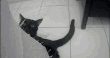 Cat Slap GIF - Cat Slap Attack GIFs