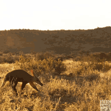 aardvark ardvark walk