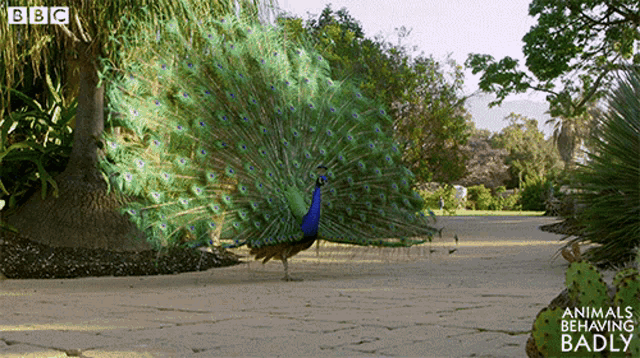 Peacock Bird GIF - Peacock Bird Bbc - Discover & Share GIFs
