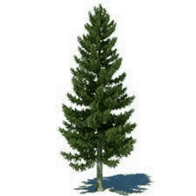 Pine Tree GIF - Pine Tree GIFs