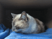 a cat is sleeping on a blue towel in a box