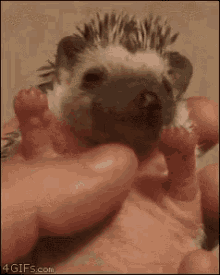 Baby Baby Hedgehog GIF