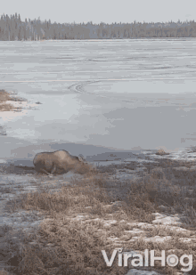 moose moose freed itself from icy water escape flee pull out