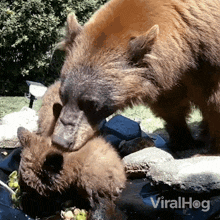 Time To Go Brown Bear GIF - Time To Go Brown Bear Viral Hog GIFs