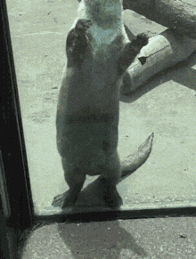 an otter standing on its hind legs in front of a window